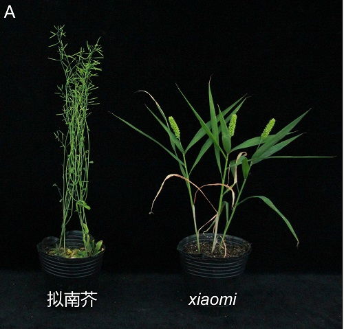 科學家成功構建碳四禾谷類模式植物體系，為谷類作物研究開辟新路徑