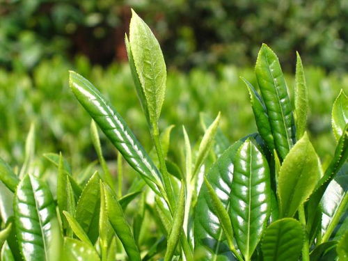 谷雨春蔬生長正當(dāng)時，飲茶食韭疏肝補谷